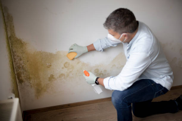 Best HVAC Mold Inspection and Cleaning  in Sheridan, WY