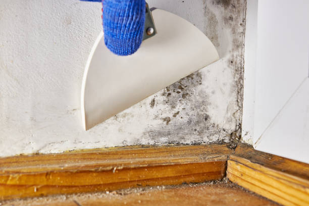 Best Asbestos and Lead Testing During Mold Inspection  in Sheridan, WY