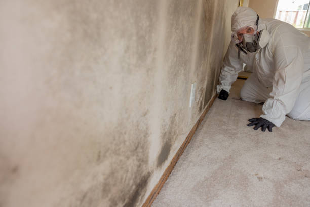 Sheridan, WY Mold Removal Company
